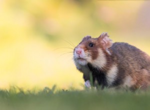 Waar leven hamsters in het wild?