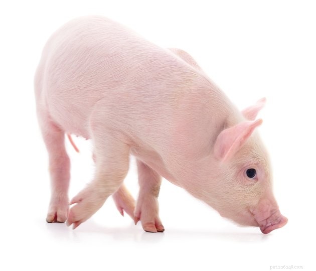 Os porcos são bons animais de estimação?