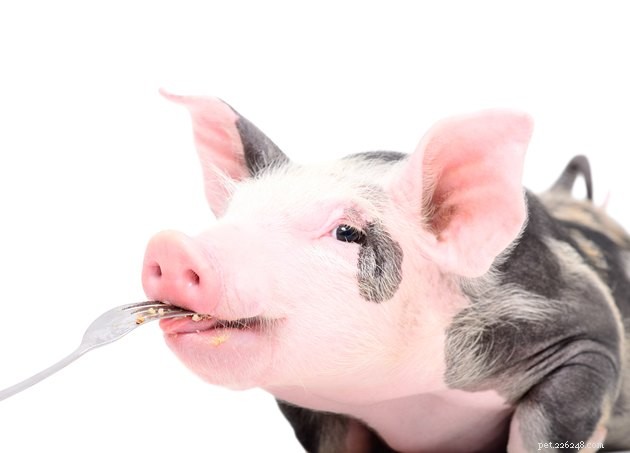 Хорошие ли из свиней домашние животные?