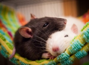 Являются ли крысы хорошими домашними животными?