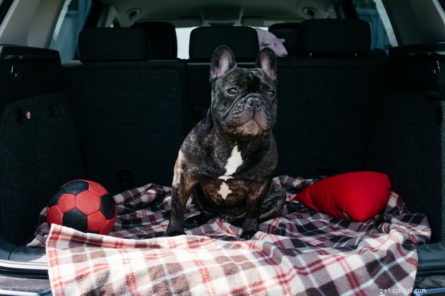 Разрешают ли Uber и Lyft перевозить домашних животных?