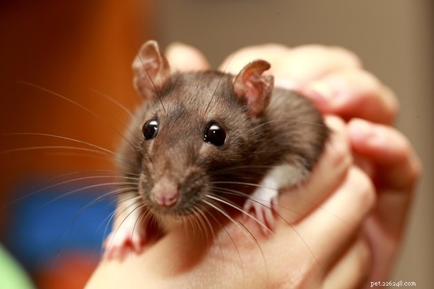 ネズミは良いペットを作りますか？ 