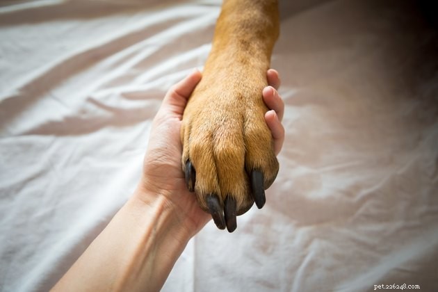 애완동물의 죽음에 대처하는 방법