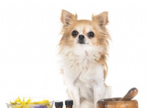 Безопасно ли распылять эфирные масла вокруг домашних животных?