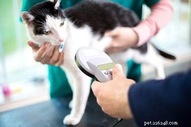 Hoe werken microchips voor huisdieren?