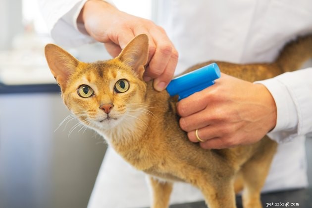 Hoe werken microchips voor huisdieren?