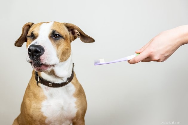 6 miti comuni sulla salute dentale dei tuoi animali domestici