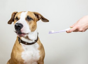 6 veelvoorkomende mythes over de tandheelkundige gezondheid van uw huisdieren