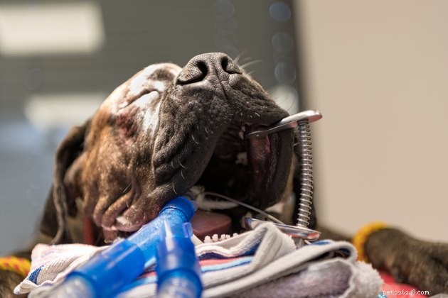 애완동물의 치아 건강에 대한 6가지 일반적인 오해