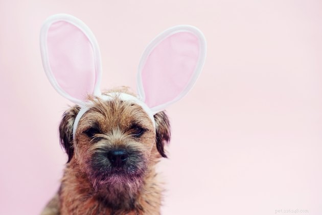 Gli avanzi di Pasqua che puoi dare al tuo animale domestico (e quelli che non puoi)