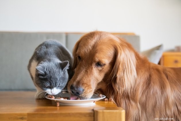 Hebben onze huisdieren de voorkeur aan warm of koud eten?