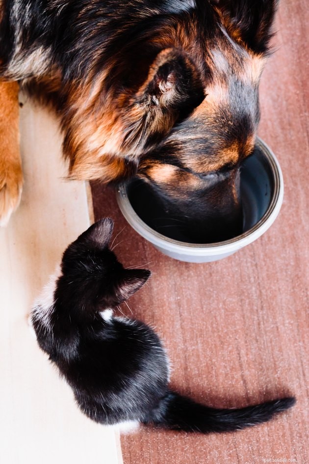 Hebben onze huisdieren de voorkeur aan warm of koud eten?