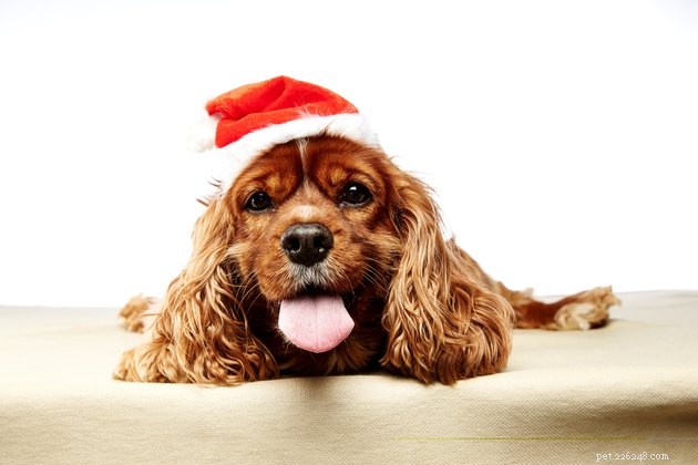 Советы по привлечению домашних животных к праздничному веселью