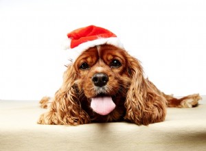 Советы по привлечению домашних животных к праздничному веселью