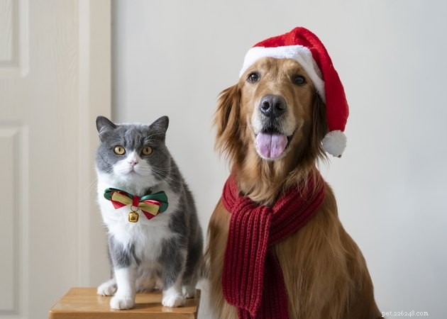 즐거운 휴가에 애완동물을 포함시키기 위한 도움말