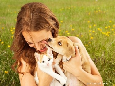 애완동물의 삶을 개선하기 위한 8가지 쉬운 새해 결심