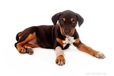 Suggerimenti per la cura di ingessature e stecche per animali domestici