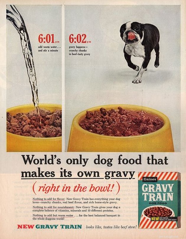 Fatti affascinanti sugli animali domestici negli anni  60