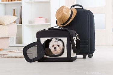 あなたがあなたのペットと一緒に休暇中に旅行することについて知る必要があるすべて 