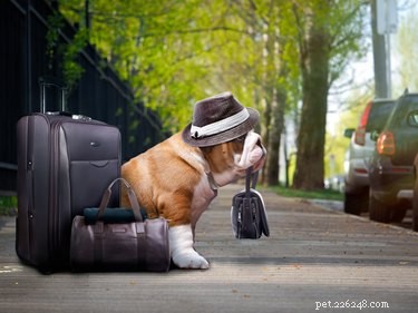 Tudo o que você precisa saber sobre viajar durante as férias com seu animal de estimação