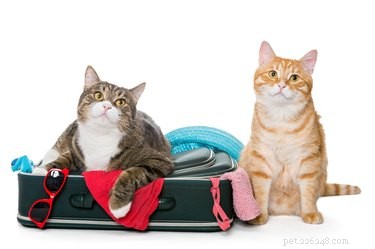あなたがあなたのペットと一緒に休暇中に旅行することについて知る必要があるすべて 