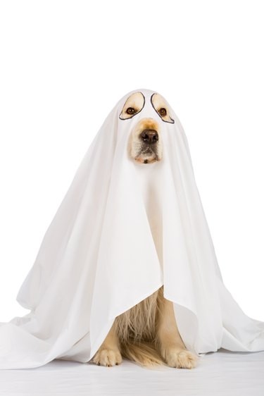 Kan du bli hemsökt av ett dött husdjurs spöke?