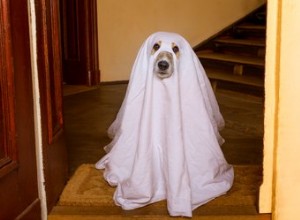 Você poderia ser assombrado pelo fantasma de um animal de estimação morto?