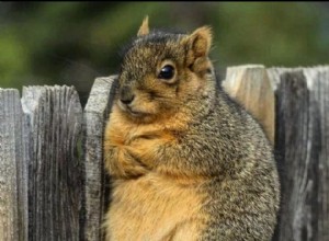 16 foto s die van eekhoorns je nieuwe favoriete dier zullen maken