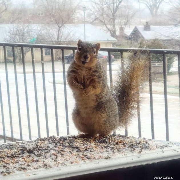 16 foto che faranno degli scoiattoli il tuo nuovo animale preferito