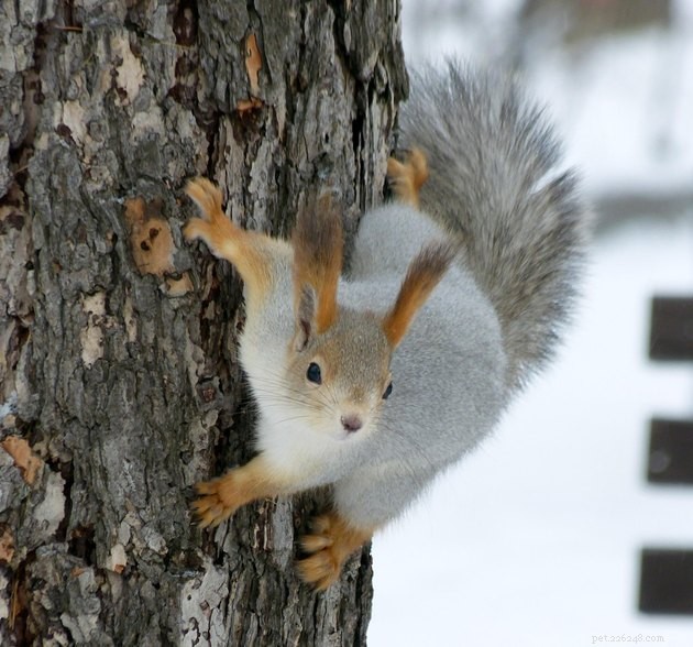 16 foto che faranno degli scoiattoli il tuo nuovo animale preferito