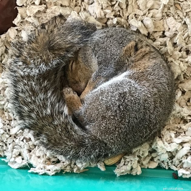16 photos qui feront des écureuils votre nouvel animal préféré