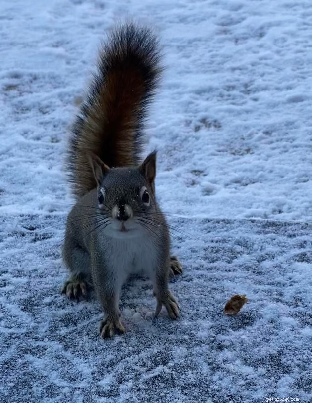 16 photos qui feront des écureuils votre nouvel animal préféré