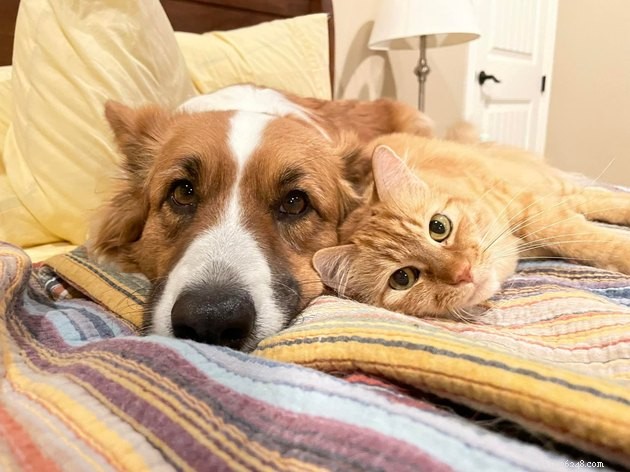 17 chats et chiens qui vous aideront à survivre au prochain changement d ambiance