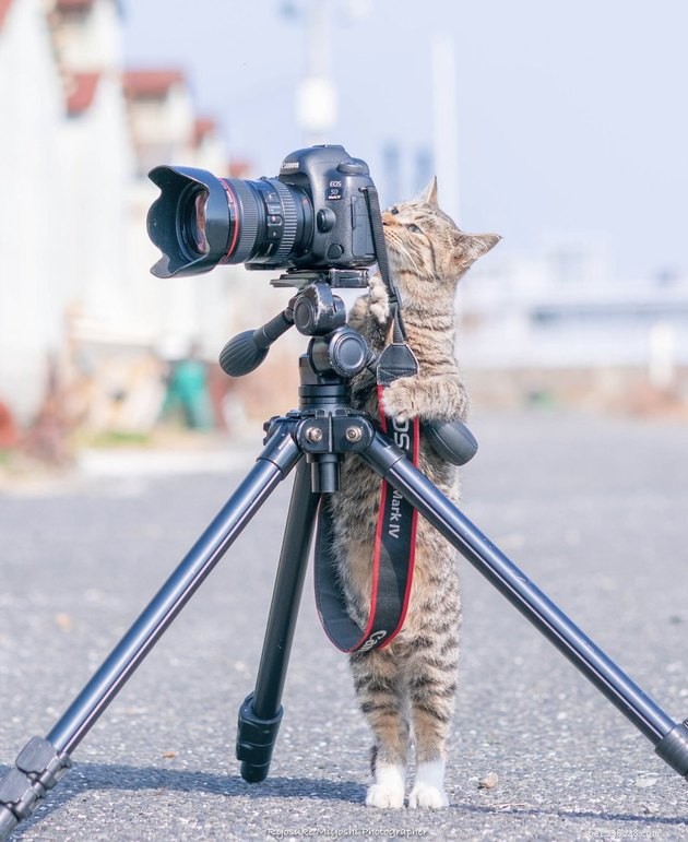 17 забавных и полезных фотографий домашних животных, которые сделают ваш день ярче