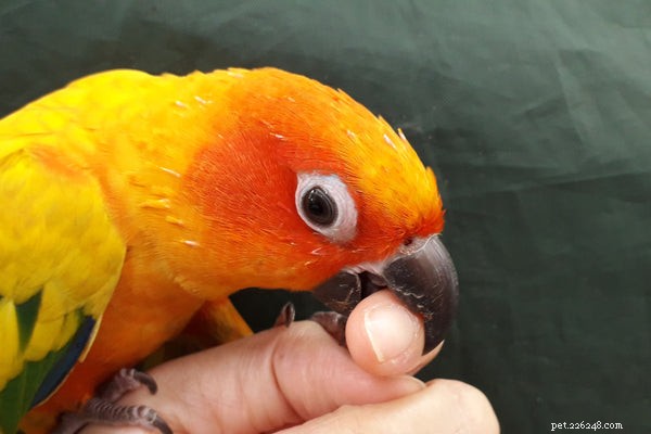 Jak zabránit kousání ptáka – Problémy s kousáním papoušků