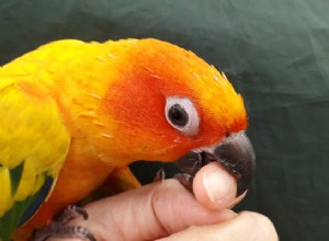 Jak zabránit kousání ptáka – Problémy s kousáním papoušků