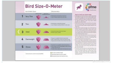 Como monitorar o peso de seus pássaros e mantê-los saudáveis