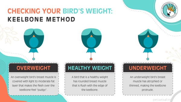 새의 체중을 모니터링하고 건강하게 유지하는 방법