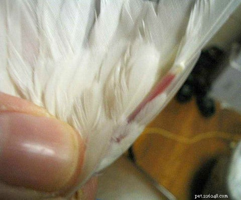 Как обрезать крылья птице