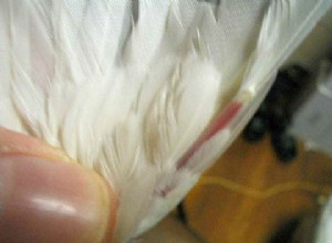 Как обрезать крылья птице