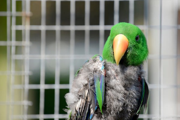 Soluções naturais para ansiedade de papagaios