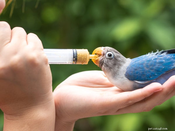 Comprendre le stress des oiseaux et comment aider votre oiseau à se calmer