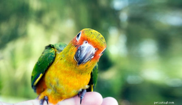Är det dags att få upp dina fåglars vitamin D-nivåer?
