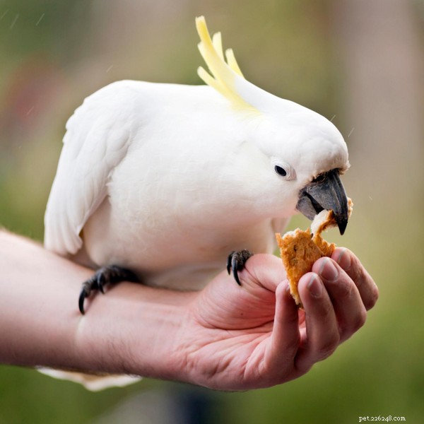 3 sätt att få din fågel att ta mediciner eller kosttillskott