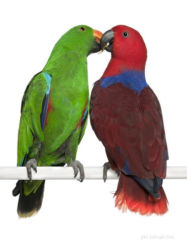 Praktische tips om u voor te bereiden op het papegaaienhormoonseizoen waarmee u nu moet beginnen