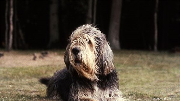 5 des races de chiens les plus rares au monde