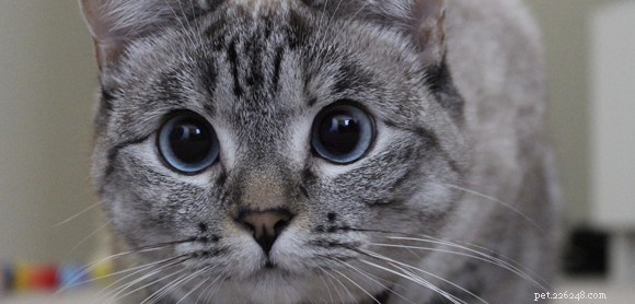 5 самых известных кошек в Интернете