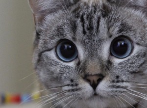5 самых известных кошек в Интернете