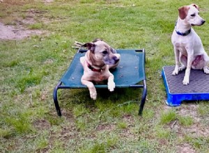 Lära en hund att stationera medan en annan hund arbetar