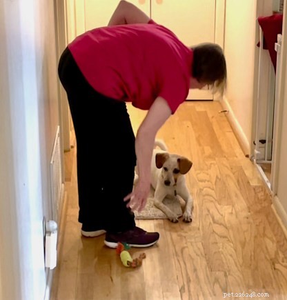 Een hond leren stationeren terwijl een andere hond werkt